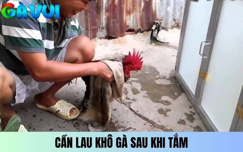 Cần lau khô gà sau khi tắm để không bị cảm Cần lau khô gà sau khi tắm để không bị cảm