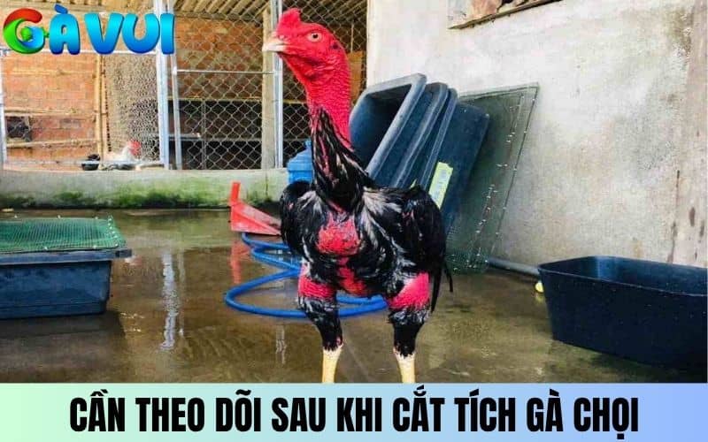Cần nên tách riêng và theo dõi sau khi cắt tích gà chọi Cần nên tách riêng và theo dõi sau khi cắt tích gà chọi