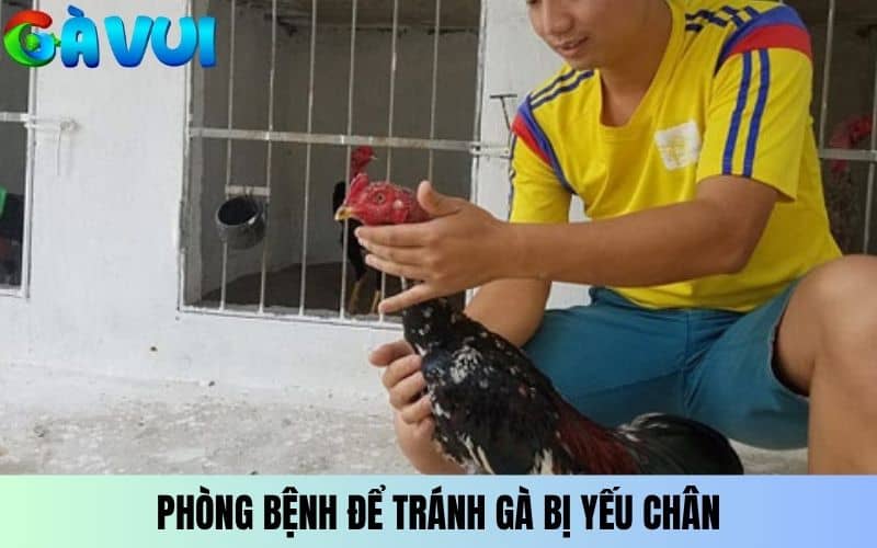 Cần phòng bệnh để ngăn ngừa gà đá bị yếu chân Cần phòng bệnh để ngăn ngừa gà đá bị yếu chân