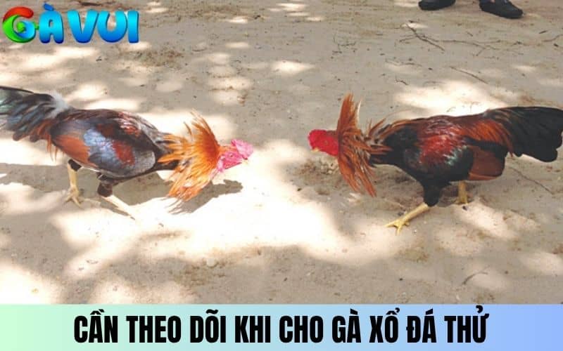 Cần theo dõi phản ứng của khi khi cho xổ đá thử Cần theo dõi phản ứng của khi khi cho xổ đá thử