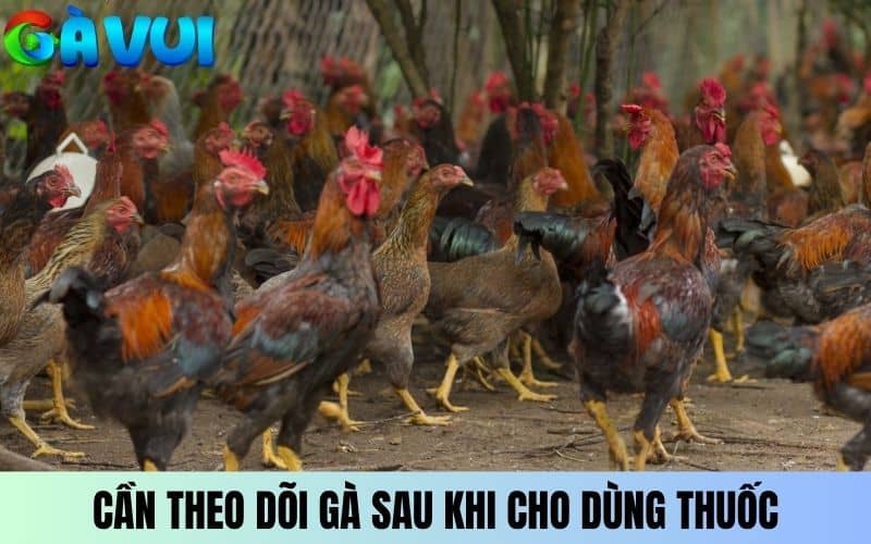Cần theo dõi sau khi cho gà dùng bất kỳ loại thuốc gì Cần theo dõi sau khi cho gà dùng bất kỳ loại thuốc gì