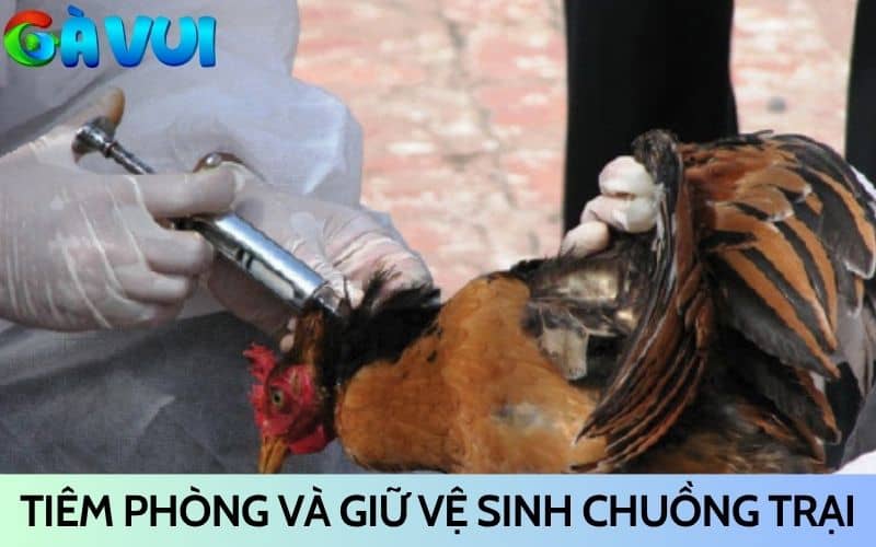 Cần tiêm phòng và giữ vệ sinh chuồng trại cho gà Cần tiêm phòng và giữ vệ sinh chuồng trại cho gà