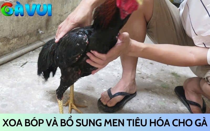 Cần xoa bóp hoặc bổ sung men tiêu hóa cho gà bị chướng diều Cần xoa bóp hoặc bổ sung men tiêu hóa cho gà bị chướng diều