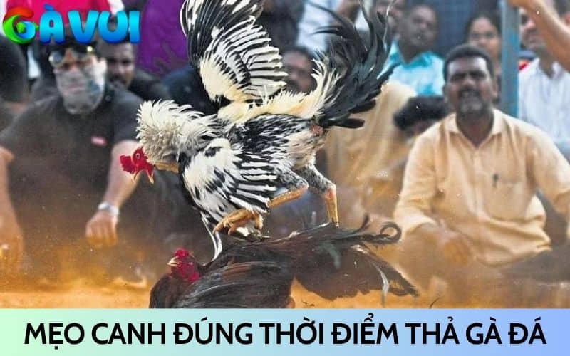 Canh đúng thời điểm thả gà đá cựa sắt giúp chiếm ưu thế Canh đúng thời điểm thả gà đá cựa sắt giúp chiếm ưu thế