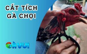 Cắt Tích Gà Chọi