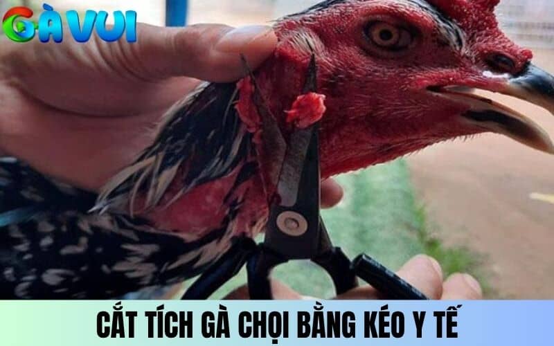 Cắt tích gà chọi bằng kéo y tế dễ thao tác và an toàn Cắt tích gà chọi bằng kéo y tế dễ thao tác và an toàn