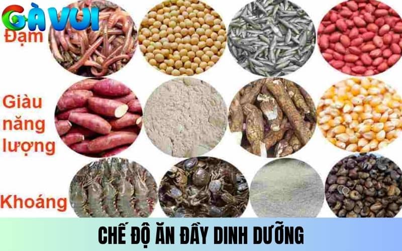 Chế độ gà đá Peru đầy dinh dưỡng Chế độ gà đá Peru đầy dinh dưỡng