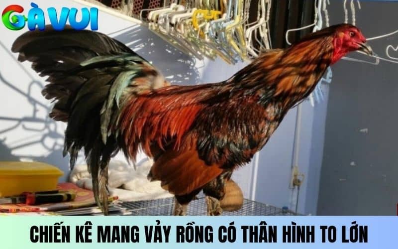 Chiến kê mang vảy Rồng có thân hình to lớn Chiến kê mang vảy Rồng có thân hình to lớn