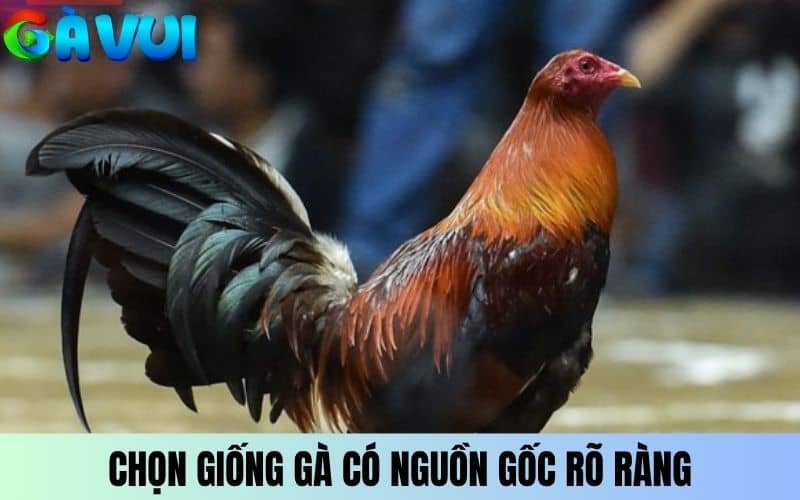 Chọn giống gà có nguồn gốc rõ ràng Chọn giống gà có nguồn gốc rõ ràng