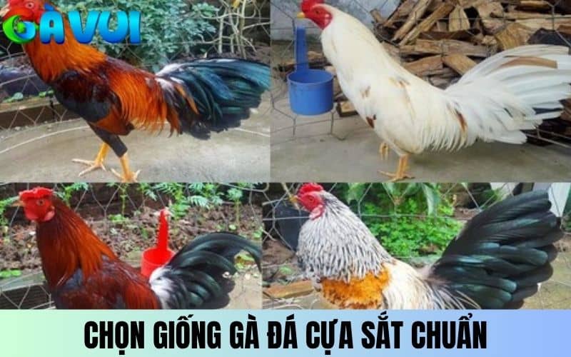 Chọn giống gà khởi đầu cách nuôi gà đá cựa sắt chuẩn Chọn giống gà khởi đầu cách nuôi gà đá cựa sắt chuẩn