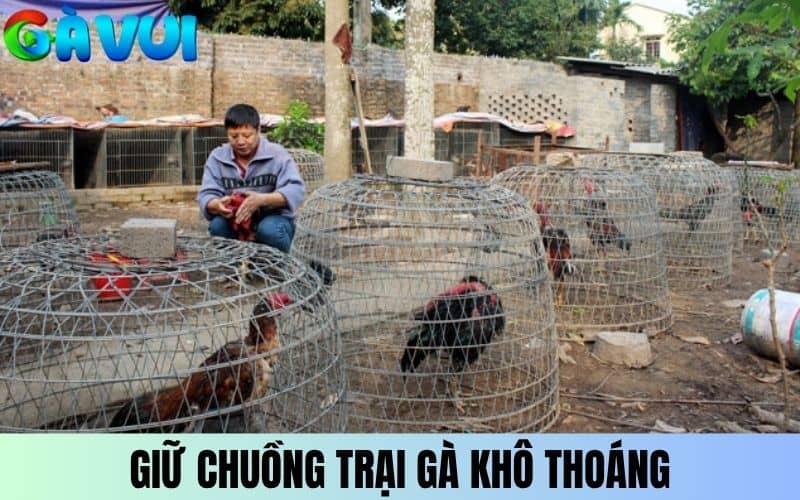 Chuồng trại nuôi gà đá cựa sắt cần được thông thoáng Chuồng trại nuôi gà đá cựa sắt cần được thông thoáng