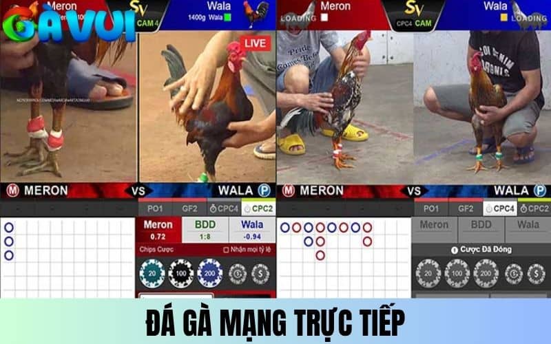 Đá gà mạng trực tiếp là theo dõi và đặt cược vào trận gà đá Đá gà mạng trực tiếp là theo dõi và đặt cược vào trận gà đá