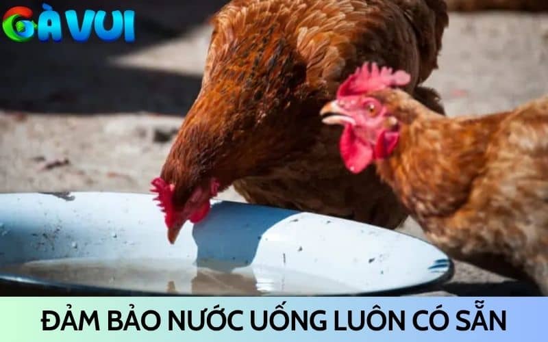 Đảm bảo nước uống luôn có sẵn để gà không bị chướng diều Đảm bảo nước uống luôn có sẵn để gà không bị chướng diều
