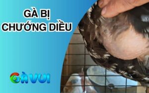 Gà bị chướng diều
