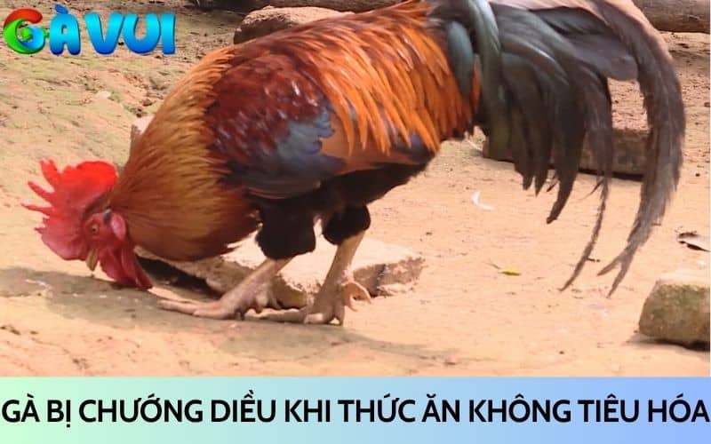 Gà bị chướng diều là do không tiêu hóa được thức ăn Gà bị chướng diều là do không tiêu hóa được thức ăn