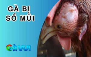 Gà bị sổ mũi