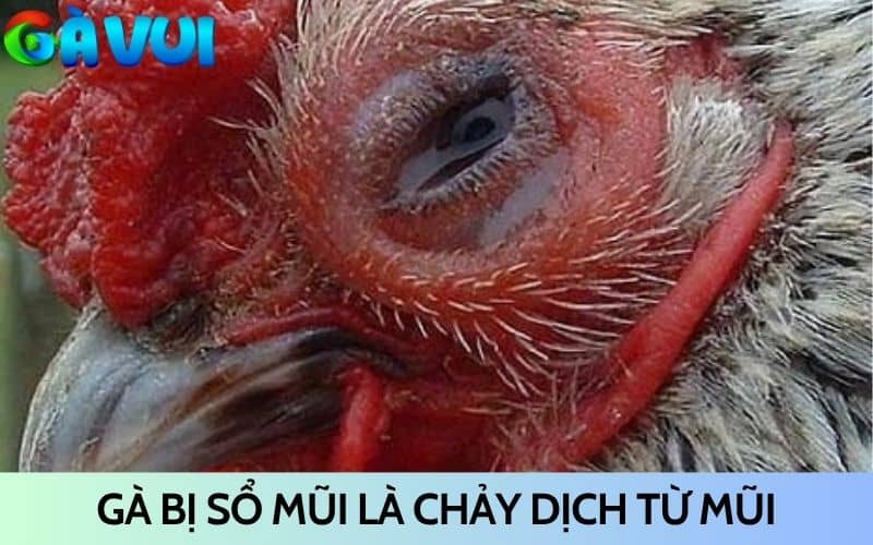 Gà bị sổ mũi là tình trạng gà chảy dịch từ mũi Gà bị sổ mũi là tình trạng gà chảy dịch từ mũi