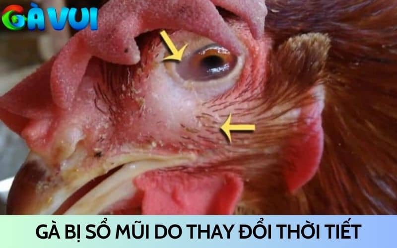 Gà bị sổ mũi thông thường do thay đổi thời tiết Gà bị sổ mũi thông thường do thay đổi thời tiết