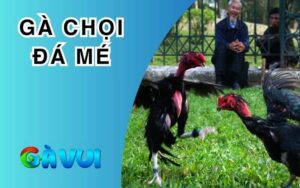 Gà Chọi Đá Mé