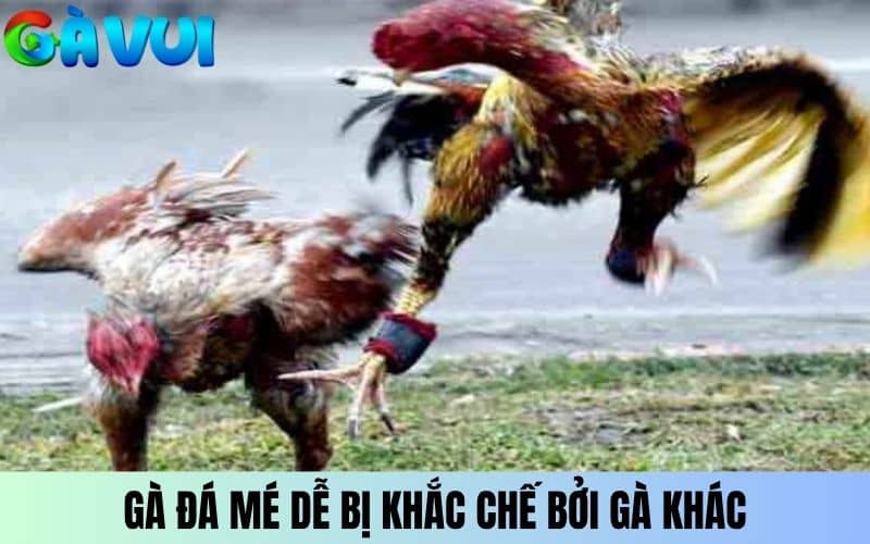 Gà chọi đá mé có dễ bị khắc chế bởi những chiến kê khác Gà chọi đá mé có dễ bị khắc chế bởi những chiến kê khác