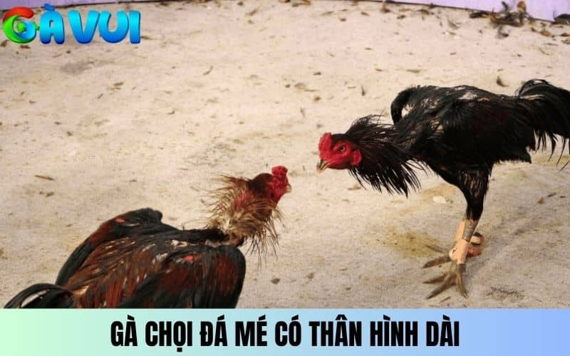 Gá chọi đá mé có thân hình dài và đầu linh hoạt Gá chọi đá mé có thân hình dài và đầu linh hoạt