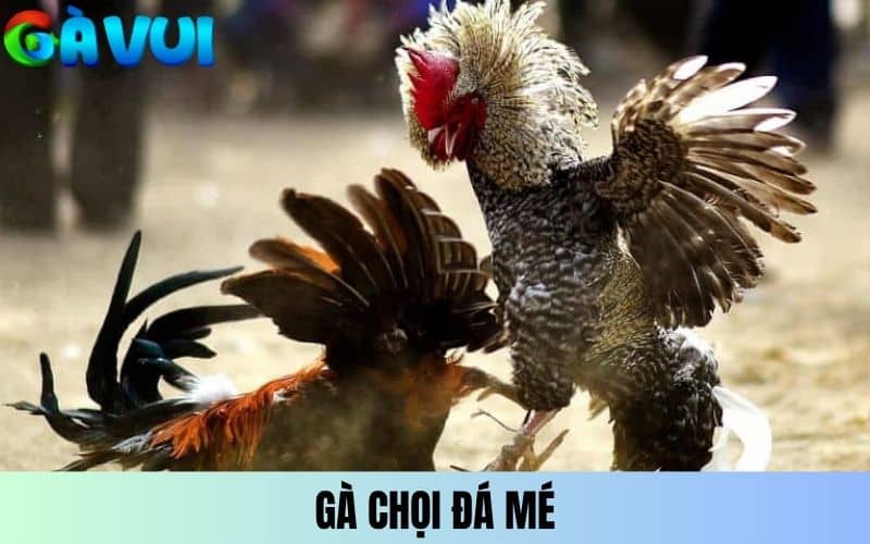 Gà chọi đá mé là những chiến kê sở hữu đòn đá chéo Gà chọi đá mé là những chiến kê sở hữu đòn đá chéo
