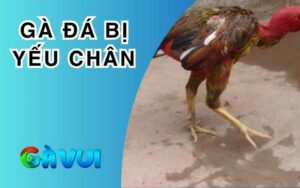 Gà Đá Bị Yếu Chân