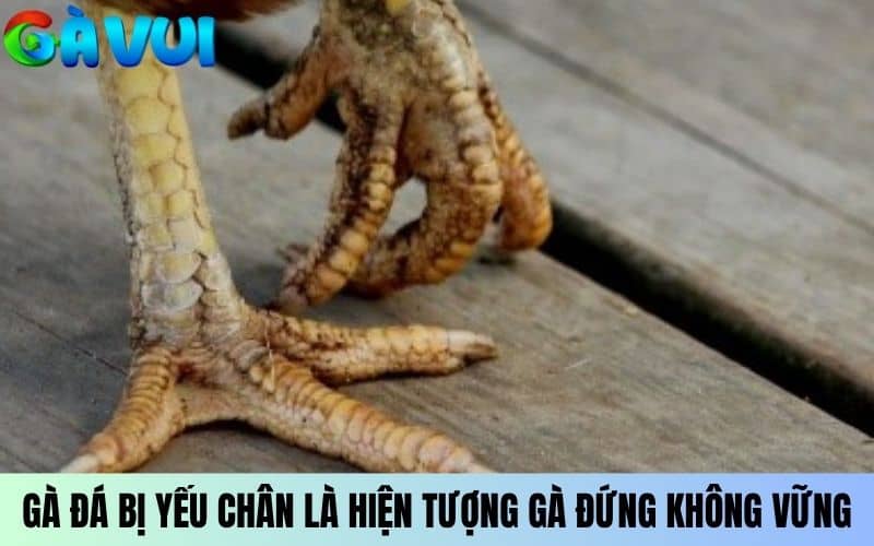 Gà đá bị yếu chân là hiện tượng chân gà yếu đứng không vững Gà đá bị yếu chân là hiện tượng chân gà yếu đứng không vững