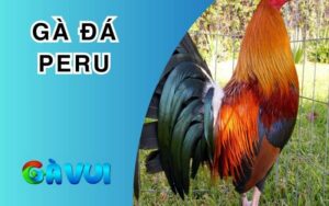 Gà Đá Peru