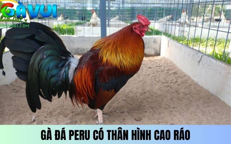 Gà đá Peru có thân hình cao ráo Gà đá Peru có thân hình cao ráo