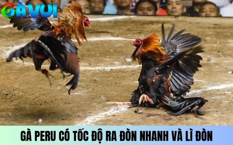 Gà đá Peru có tốc độ ra đòn nhanh và lì đòn Gà đá Peru có tốc độ ra đòn nhanh và lì đòn