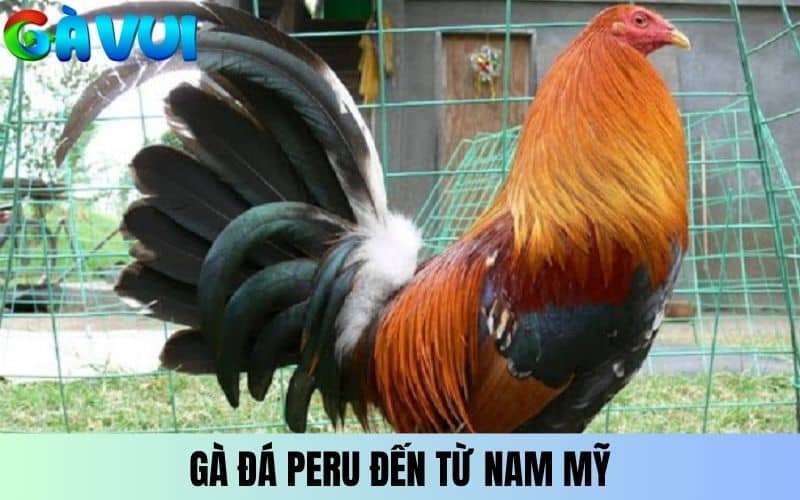 Gà đá Peru là giống gà đến từ Nam Mỹ Gà đá Peru là giống gà đến từ Nam Mỹ