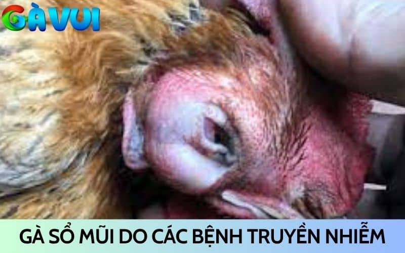 Gà hay bị sổ mũi do các bệnh truyền nhiễm Gà hay bị sổ mũi do các bệnh truyền nhiễm