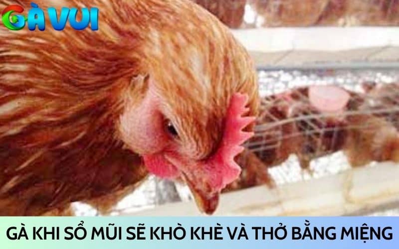 Gà sổ mũi thường bị khò khè và thở bằng miệng Gà sổ mũi thường bị khò khè và thở bằng miệng
