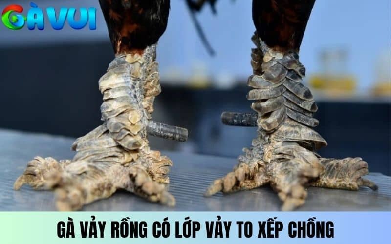 Gà vảy Rồng có bộ vảy to xếp chồng như lớp vảy Rồng Gà vảy Rồng có bộ vảy to xếp chồng như lớp vảy Rồng