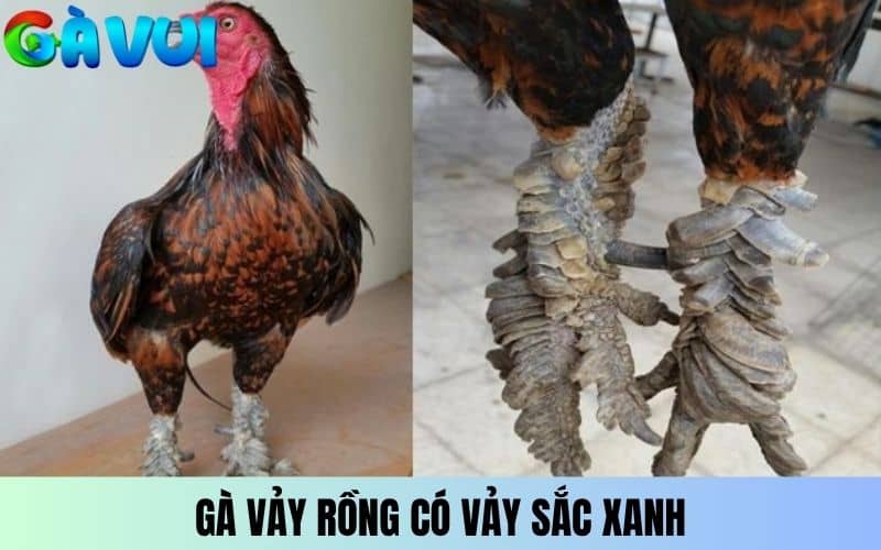 Gà vảy Rồng có lớp vảy sắc xanh rất hiếm Gà vảy Rồng có lớp vảy sắc xanh rất hiếm