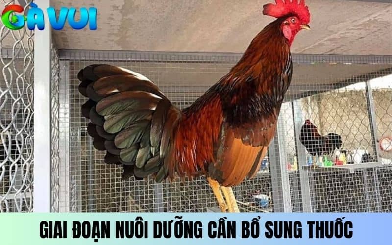 Giai đoạn nuôi dưỡng cần bổ sung thuốc để tăng thể chất Giai đoạn nuôi dưỡng cần bổ sung thuốc để tăng thể chất