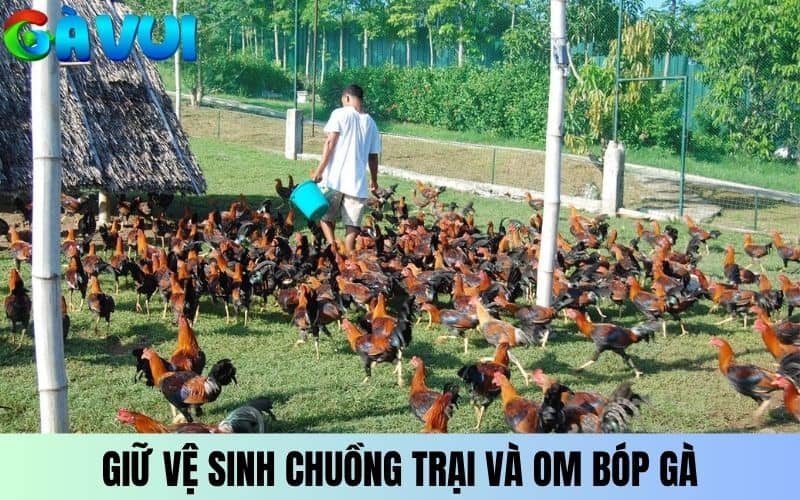 Giữ vệ sinh chuồng trại và om bóp hợp lý Giữ vệ sinh chuồng trại và om bóp hợp lý