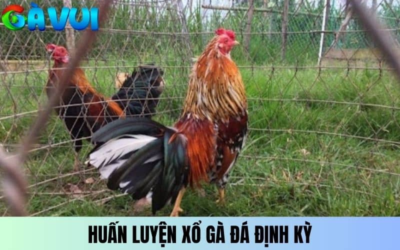 Huấn luyện xổ gà định kỳ Huấn luyện xổ gà định kỳ