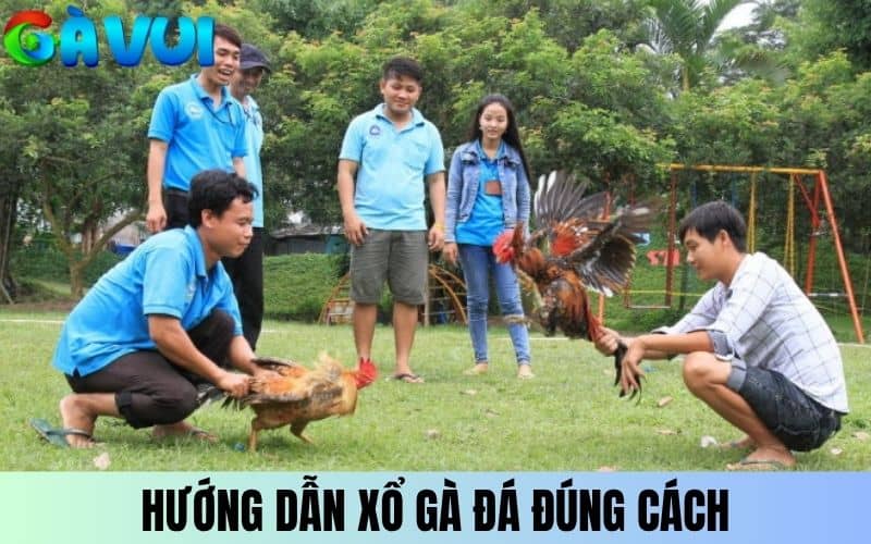 Hướng dẫn xổ gà đá chuẩn được BLV Gà Vui chia sẻ Hướng dẫn xổ gà đá chuẩn được BLV Gà Vui chia sẻ