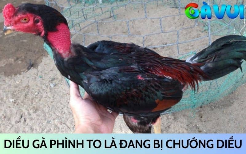 Khi thấy diều gà phình to là đang bị chướng diều Khi thấy diều gà phình to là đang bị chướng diều