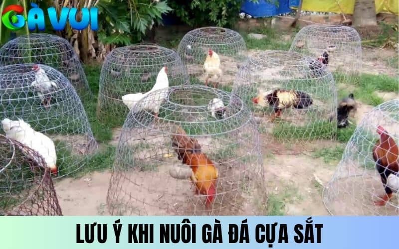 Không nên cho ăn quá nhiều trong quá trình nuôi gà cựa sắt Không nên cho ăn quá nhiều trong quá trình nuôi gà cựa sắt