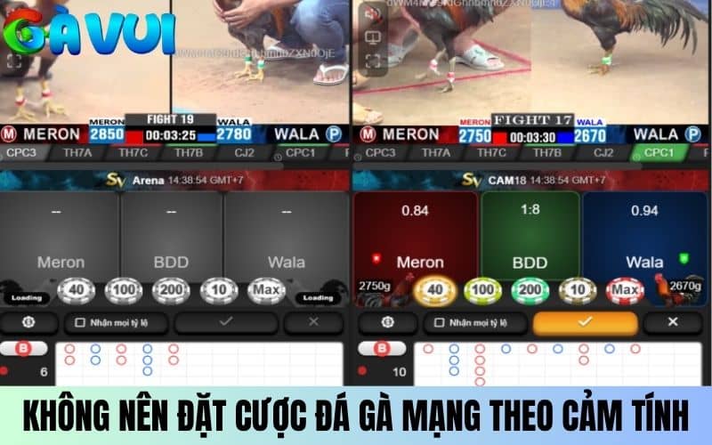 Không nên đặt cược đá gà mạng trực tiếp theo cảm tính Không nên đặt cược đá gà mạng trực tiếp theo cảm tính