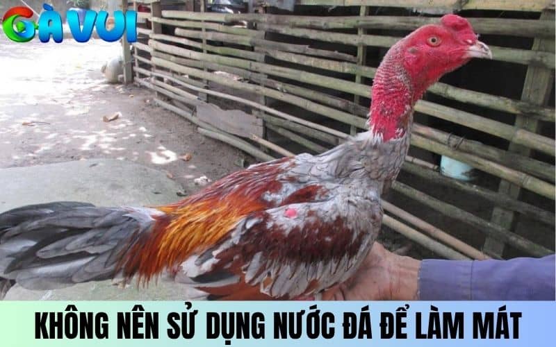 Không nên sử dụng nước đá để làm mát gà chọi Không nên sử dụng nước đá để làm mát gà chọi