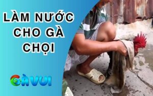 Làm Nước Cho Gà Chọi