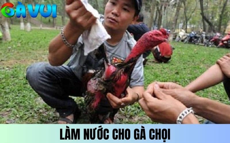 Làm nước cho gà chọi giúp gà ổn định thể trạng Làm nước cho gà chọi giúp gà ổn định thể trạng
