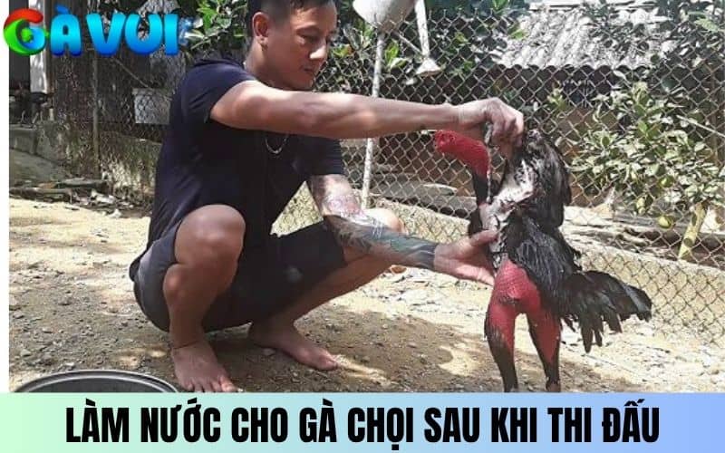 Làm nước cho gà chọi sau khi thi đấu xong Làm nước cho gà chọi sau khi thi đấu xong