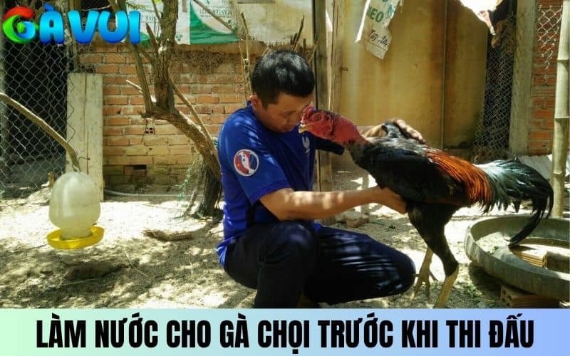 Làm nước cho gà chọi trước khi vào trận đấu Làm nước cho gà chọi trước khi vào trận đấu