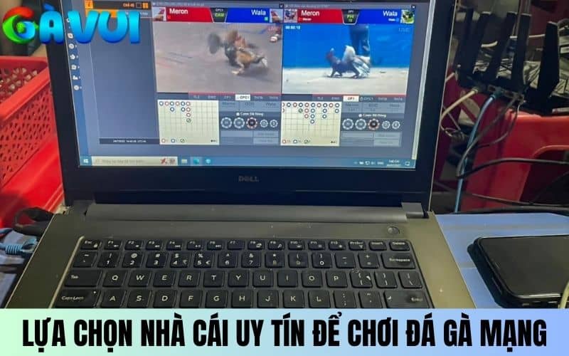Lựa chọn nhà cái uy tín để chơi đá gà mạng trực tiếp Lựa chọn nhà cái uy tín để chơi đá gà mạng trực tiếp