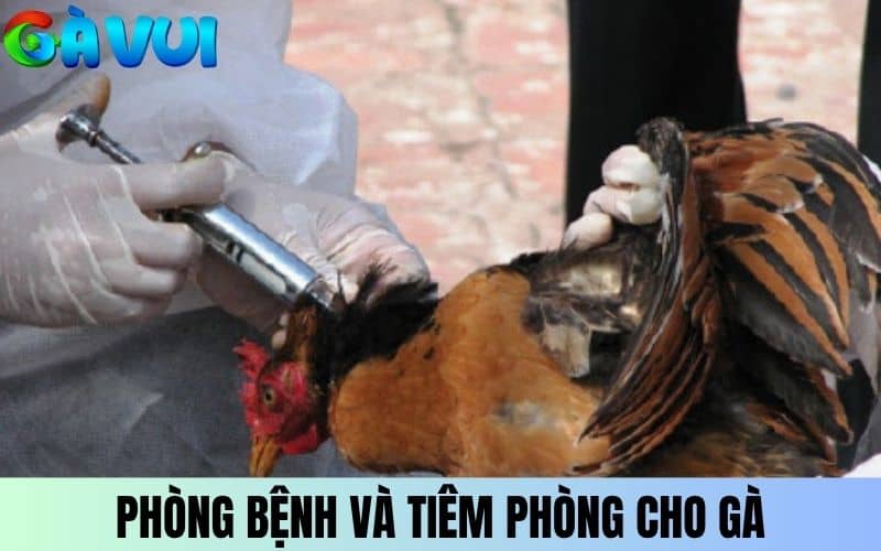 Luôn phòng bệnh và tiêm phòng cho gà đúng định kỳ Luôn phòng bệnh và tiêm phòng cho gà đúng định kỳ